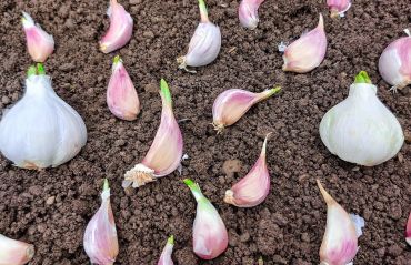 Cum sa cultivi usturoi. Plantarea de primavara #Usturoi #UsturoiPlantare