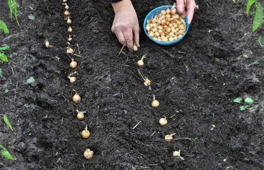 Cum sa cultivi ceapa. Plantarea de primavara