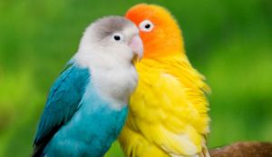 Cum inveti un papagal sa vorbeasca