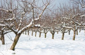 Cum sa plantezi pomi fructiferi iarna