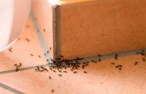 Cum sa scapi de furnicile din casa
