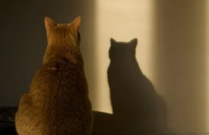 De ce pisicile se uita cu atentie in locuri in care oamenii nu vad nimic