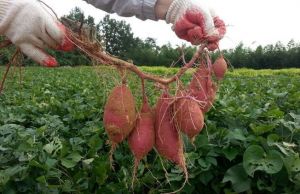Cum sa cultivi cartofi dulci