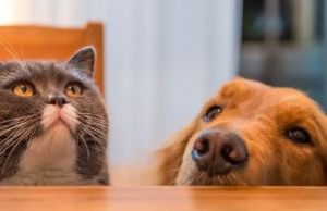Cum sa creezi o relatie de prietenie intre pisica si caine
