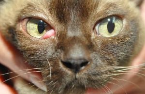 Blefarita la pisici - diagnostic si optiuni de tratament