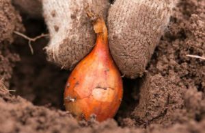 Cum sa cultivi ceapa. Secrete pentru plantarea de toamna