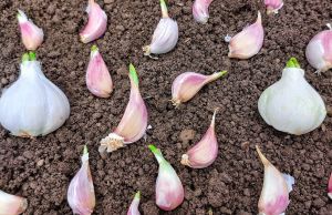 Cum sa cultivi usturoi. Plantarea de primavara