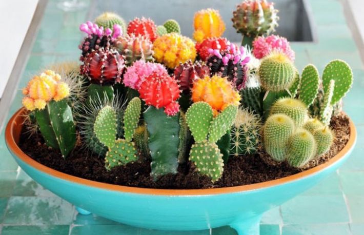 Cum se ingrijesc cactusii