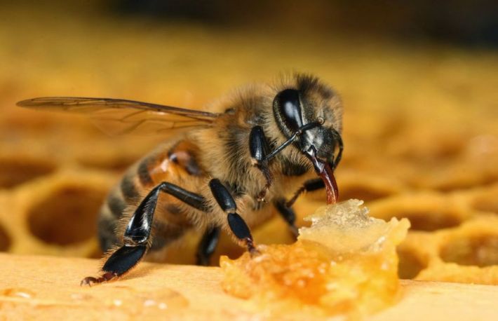 Beneficiile terapiei cu miere 