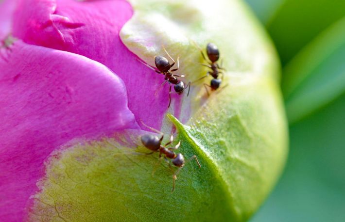 Cum sa scapi rapid de furnici in mod natural 
