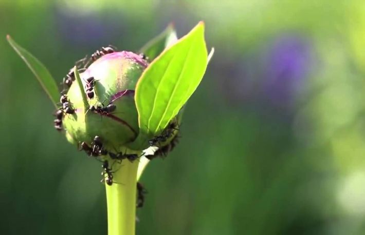 Cum sa tii furnicile departe de plantele din gradina