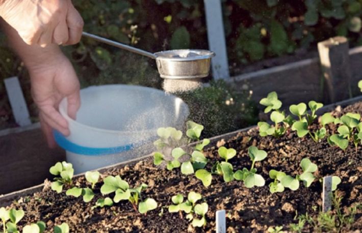 Cum sa fertilizezi plantele cu cenusa