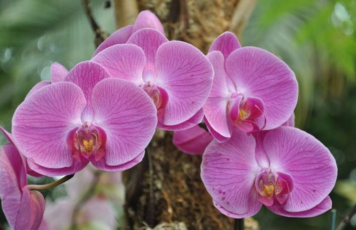 Cum sa ai grija de orhidee. Acest fertilizator garanteaza reinflorirea