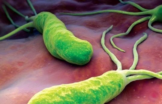 bacterii helicobacter)