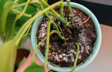 8 greseli care pot ucide plantele de interior #Plante #PlanteInterior