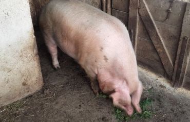 Porc in viu vs porc taiat. Ce varianta e mai convenabila? #PorcTaiat #Porc