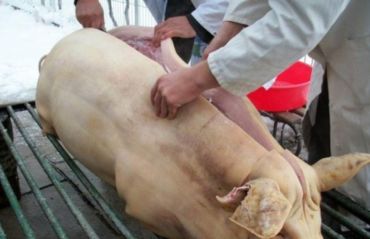 Vrei sa sacrifici porcul? Iata ce conditii legale trebuie sa indeplinesti #Porc #PorcTaiere