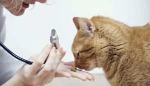 Cum se administreaza medicamentatia pe cale orala pisicilor