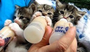 Cum se hranesc puii de pisica nou-nascuti