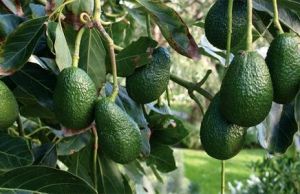 Cum sa-ti cresti propriul arbore de avocado dintr-un sambure 
