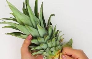 Cum sa cultivi ANANAS la tine acasa