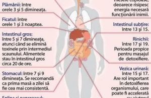 Cum sa te mentii sanatos. Invata bioritmul organelor interne