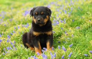 Cum sa ai grija de un pui de Rottweiler (I)