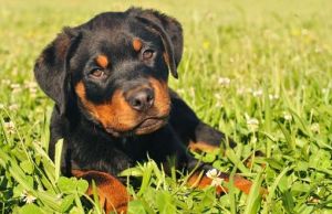 Cum sa ai grija de un pui de Rottweiler (II)