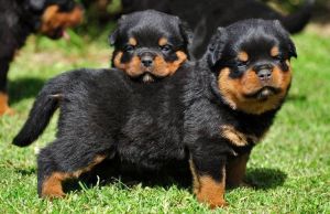 Cum sa ai grija de un pui de Rottweiler (III)