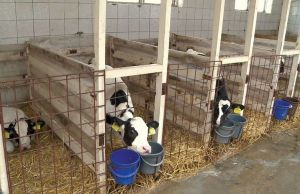 Bovine. Boli la care sunt expuse vacile in sezonul rece