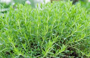 Tarhon - planta aromata cu beneficii uimitoare pentru sanatate