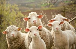 Cum sa ingrijesti oile. Calendarul tratamentelor de iarna la ovine