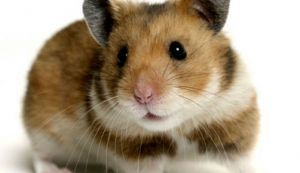 Cum sa ai grija de un hamster?