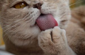Ai observat ca pisica ta are limba aspra? Oamenii de stiinta au gasit explicatia