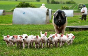 Cum sa dezvolti o afacere cu porci. Subventie importanta din partea Guvernului