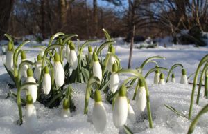 Vestitorii primaverii. Tot ce NU stiai despre ghiocei