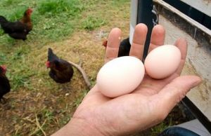 Cum sa alegi ouale pentru clocitoare
