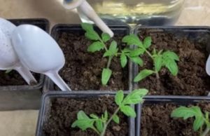 Cum sa fertilizezi rasadurile de rosii