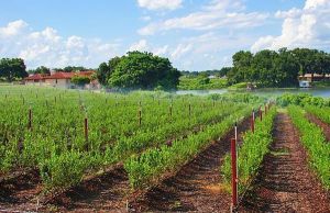 Cum sa infiintezi o plantatie de afin