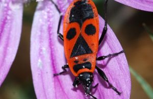 Superstitii romanesti. Pe care le cunosti si care ti se par ciudate?