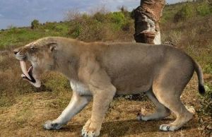 Animale disparute si rudele lor din zilele noastre. FOTO