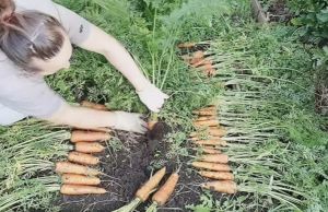 Trucuri pentru o recolta bogata de morcovi