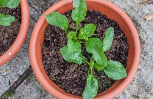 Cum sa plantezi spanac in ghiveci