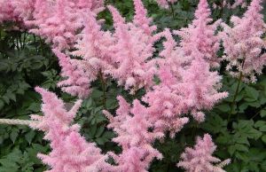 Cum sa cresti astilbe