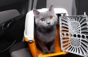 Cum sa calatoresti cu pisica in masina