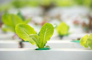 Cum sa cultivi salata in sistem hidroponic