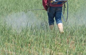 Cum sa fertilizezi ceapa. Foloseste acest ingrasamant foliar