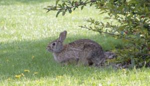 Cum sa va protejati gradina de animale?