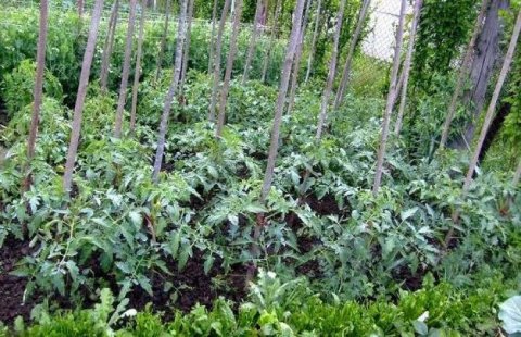 Cum sa faci carnirea rosiilor - AflaCum.ro
