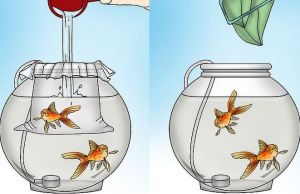  Cum se realizeaza ciclarea unui acvariu